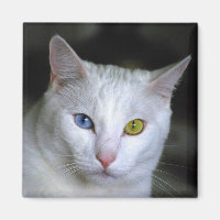 Magnet Turco Angora Cat