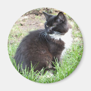 Íman Magnet Tuxedo Kitten