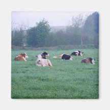 Magnet - Vacas - Em Cor