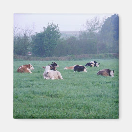 Íman Magnet - Vacas - Em Cor