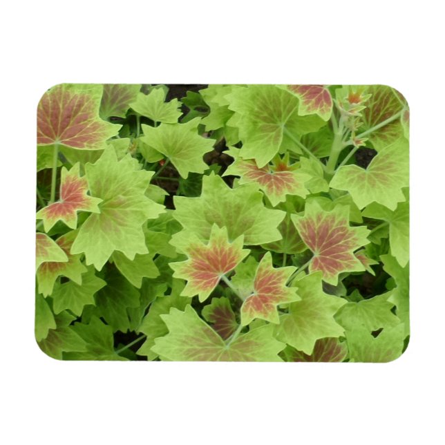 Íman Magnet Verde/Vermelho 3"x4" (Horizontal)