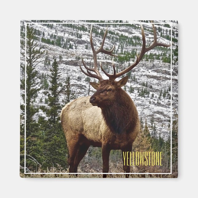 Íman Magnet Yellowstone Elk (Frente)