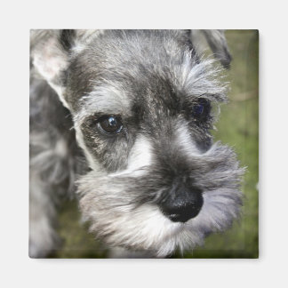 Íman Magneta Adorável para Schnauzer Puppy