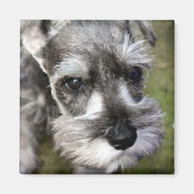 Íman Magneta Adorável para Schnauzer Puppy (Frente)