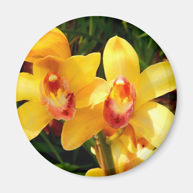 Íman Magneta amarela da orquídea Cymbidium (Frente)