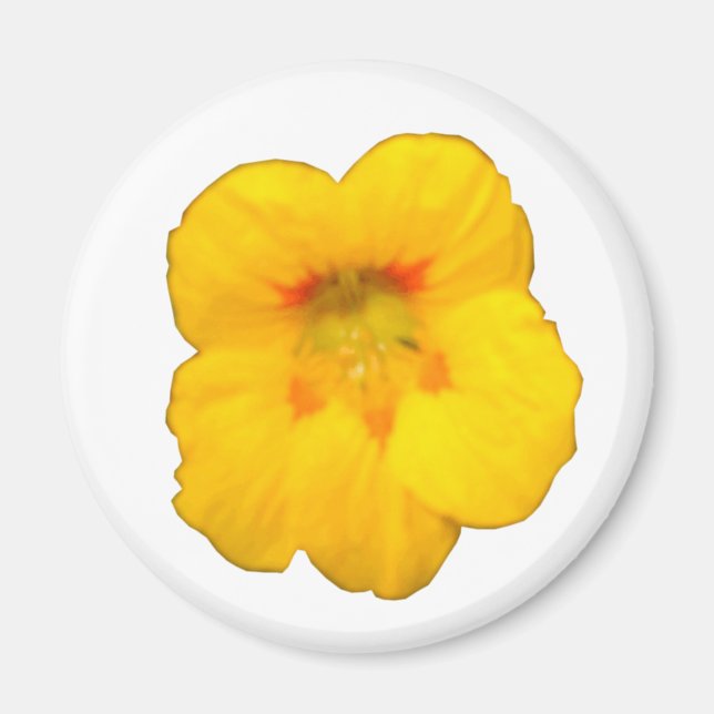 Íman Magneta amarela de flores de nasturtium (Frente)