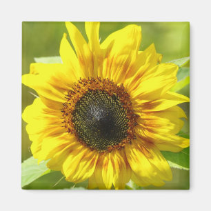 Íman Magneta Amarelo