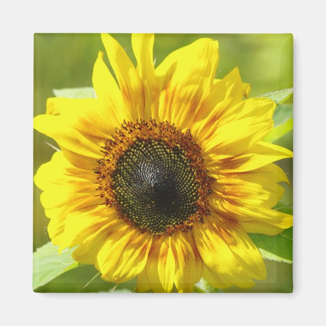 Íman Magneta Amarelo (Frente)