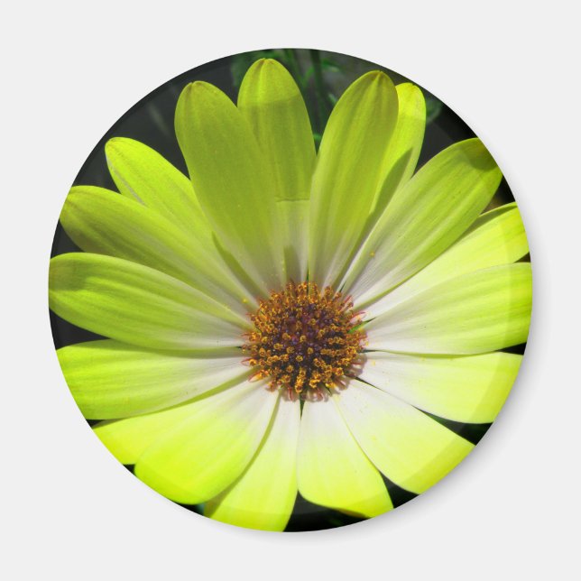 Íman Magneta Amarelo Fluorescente Africana Daisy (Frente)