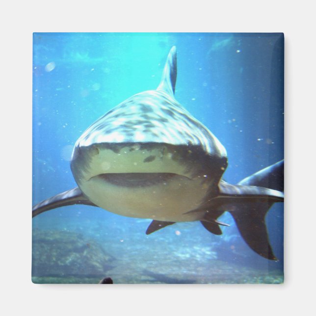 Íman Magneta ao quadrado do tubarão (Frente)