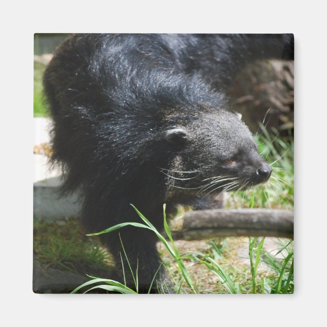 Íman Magneta asiática (Frente)