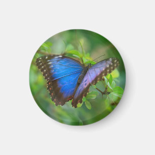 Íman Magneta Azul