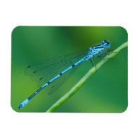 Magneta Azul Comum Damselfly