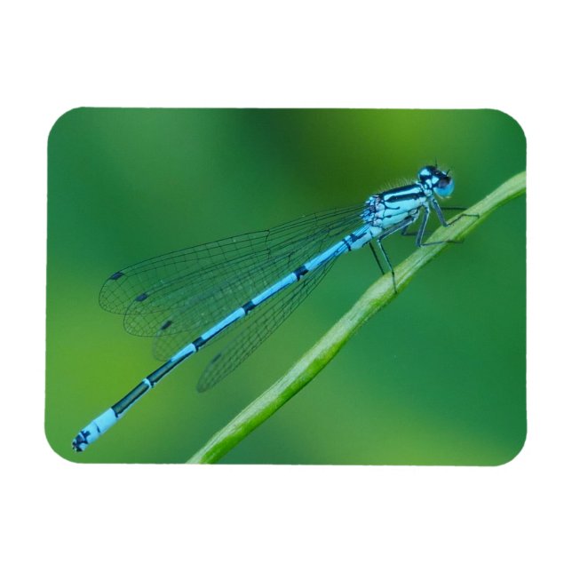 Íman Magneta Azul Comum Damselfly (Horizontal)