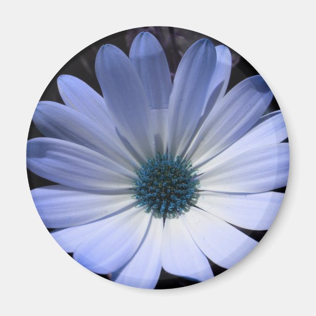 Íman Magneta azul de margarida (Frente)