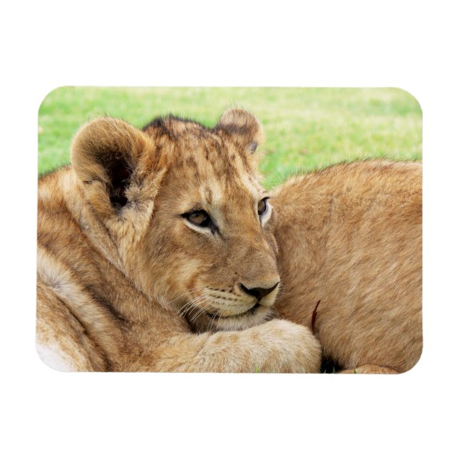 Íman Magneta Baby Tiger (Horizontal)