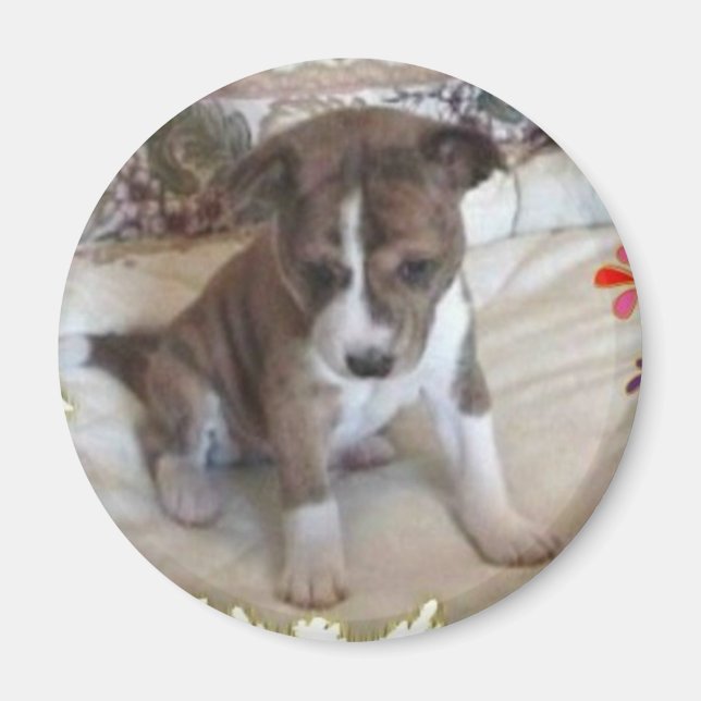Íman Magneta Basenji Pup Bastante Bonita (Frente)