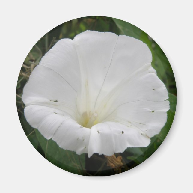 Íman Magneta bonito de Flor Convolúvel Branco (Frente)