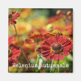 Íman Magneta Botânica espirrados