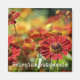 Íman Magneta Botânica espirrados