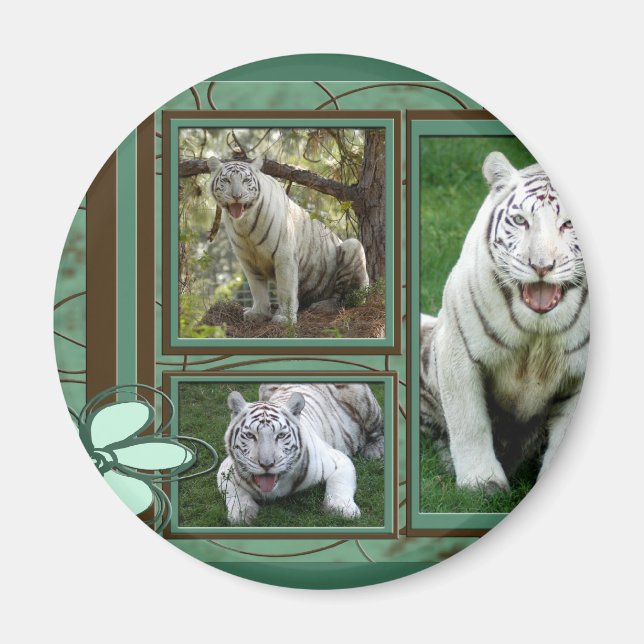 Íman Magneta branca Tigre (Frente)