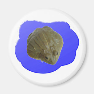 Íman Magneta Bullfrog