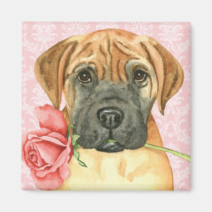Íman Magneta Bullmastiff do Rosa namorados