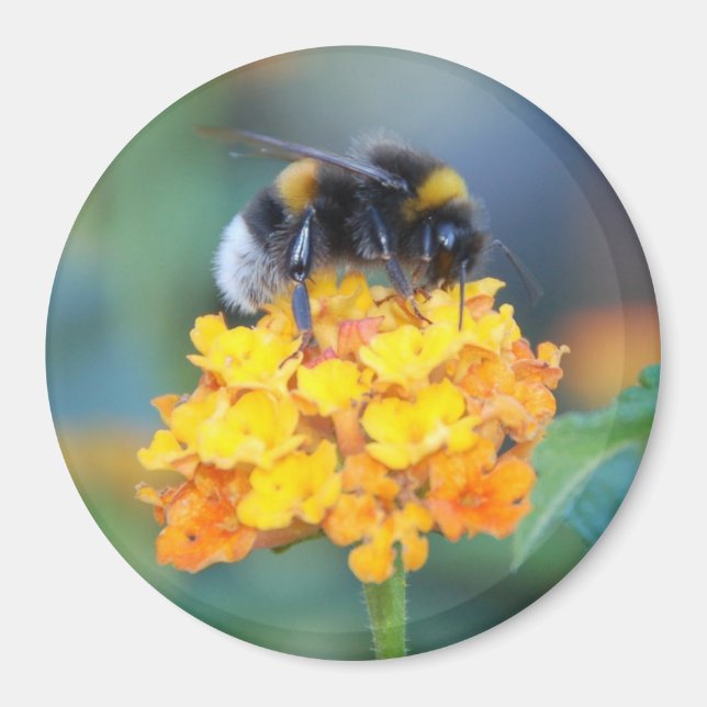 Íman Magneta BumbleBee (Frente)