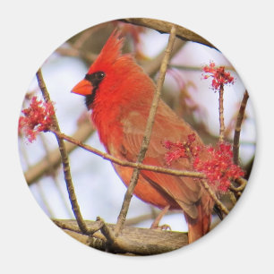 Íman Magneta Cardinal