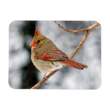 Magneta Cardinal Norte feminina