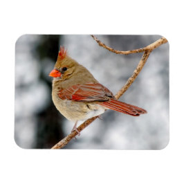 Íman Magneta Cardinal Norte feminina