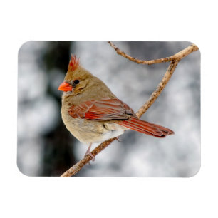 Íman Magneta Cardinal Norte feminina