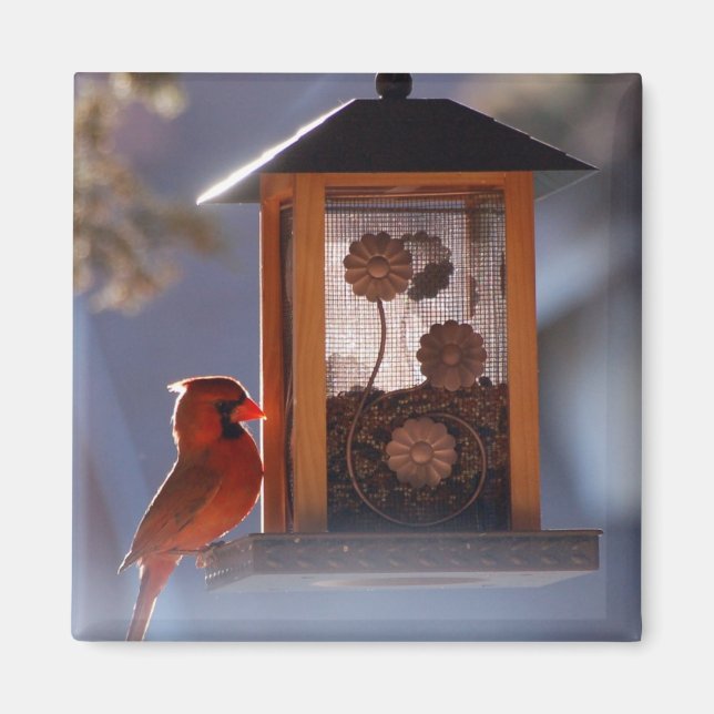 Íman Magneta Cardinal Vermelha (Frente)