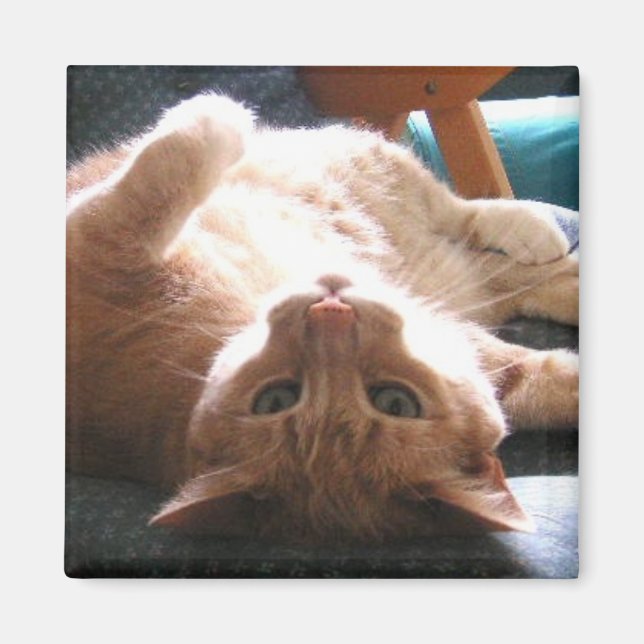Íman Magneta Cat para Baixo (Frente)