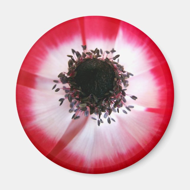 Íman Magneta central da Flor Vermelha (Frente)