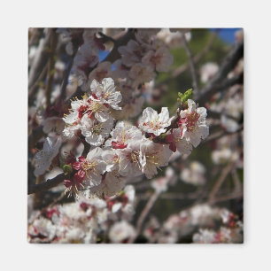 Íman Magneta Cherry Blossoms