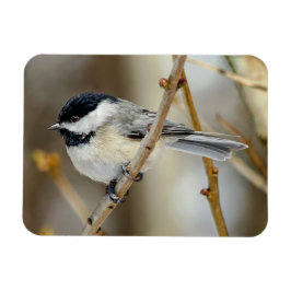 Íman Magneta Chickadee em Casca Preta