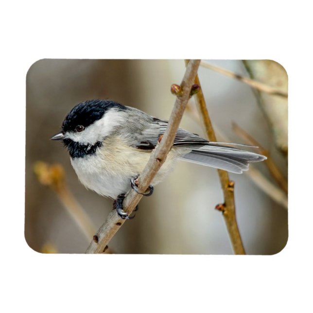 Íman Magneta Chickadee em Casca Preta (Horizontal)