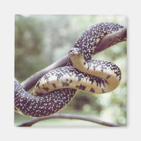 Magneta Cobra do Rei Espetacular