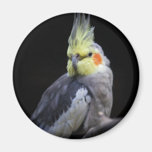 Íman Magneta Cockatiel