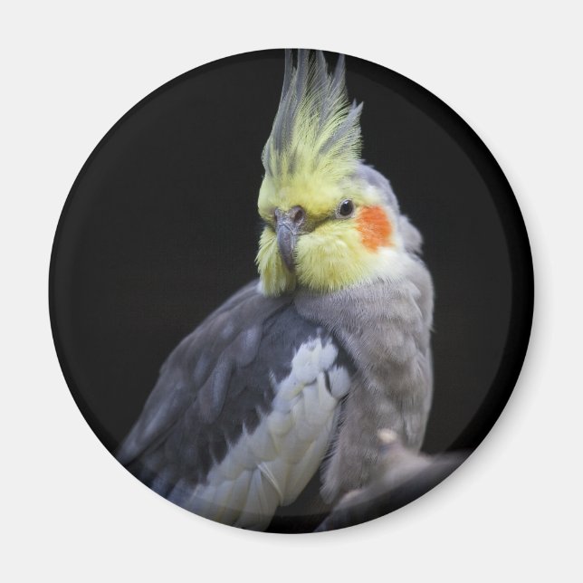 Íman Magneta Cockatiel (Frente)
