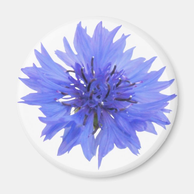 Íman Magneta com flor de milho azul selvagem (Frente)