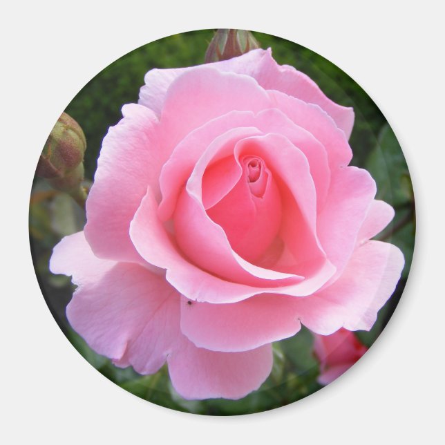 Íman Magneta com linda rosa rosa (Frente)