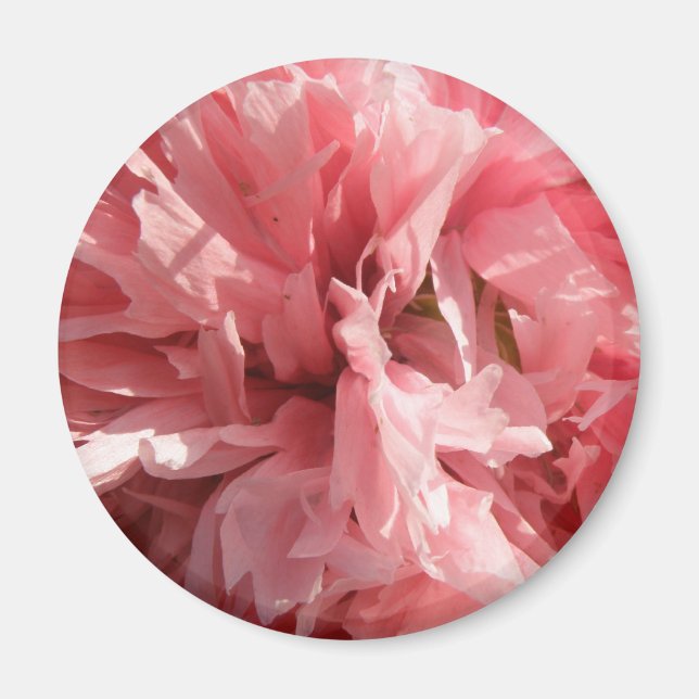 Íman Magneta cor-de-rosa bonito (Frente)