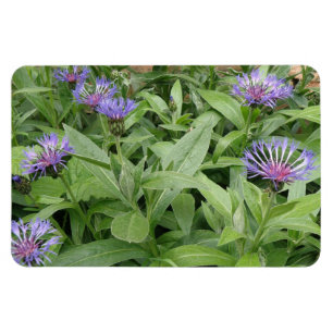 Íman Magneta Cornflower Premium