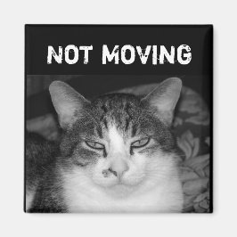 Íman Magneta Crabby Cat "Não Movendo"