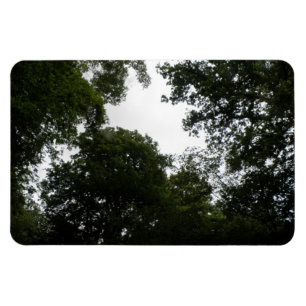 Íman Magneta Creepy Forest Premium