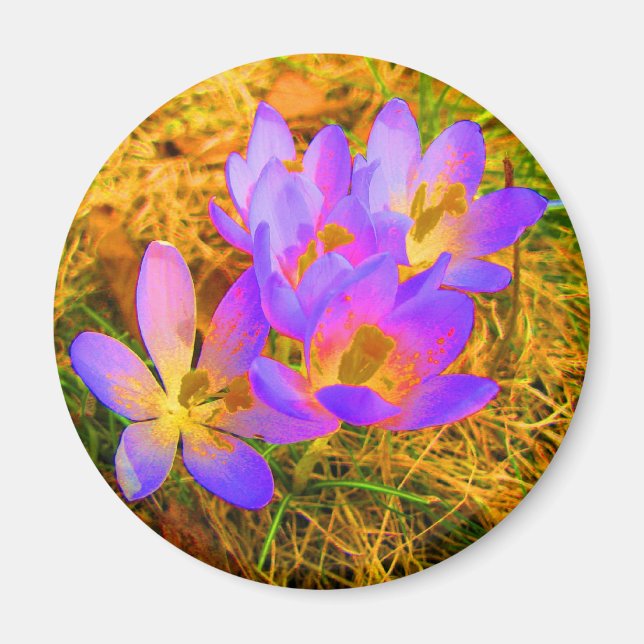 Íman Magneta Crocus Psychedelic (Frente)
