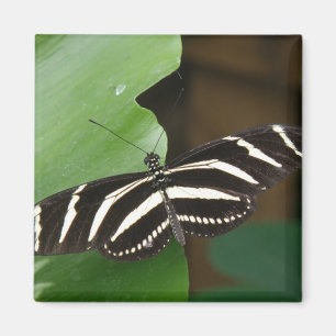Íman Magneta da Borboleta bonito Zebra Longwing