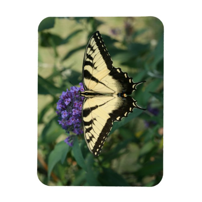 Íman Magneta da borboleta perfeitamente alinhada (Vertical)